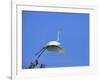 Great Egret Takes Flight from Tree, St. Augustine, Florida, USA-Jim Zuckerman-Framed Photographic Print