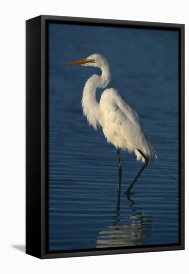 Great Egret Walking in Water-DLILLC-Framed Stretched Canvas