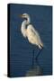 Great Egret Walking in Water-DLILLC-Stretched Canvas