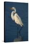 Great Egret Walking in Water-DLILLC-Stretched Canvas