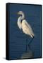 Great Egret Walking in Water-DLILLC-Framed Stretched Canvas