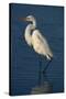 Great Egret Walking in Water-DLILLC-Stretched Canvas