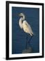 Great Egret Walking in Water-DLILLC-Framed Premium Photographic Print
