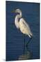 Great Egret Walking in Water-DLILLC-Mounted Premium Photographic Print