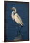 Great Egret Walking in Water-DLILLC-Framed Premium Photographic Print