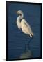 Great Egret Walking in Water-DLILLC-Framed Premium Photographic Print