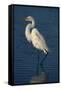 Great Egret Walking in Water-DLILLC-Framed Stretched Canvas