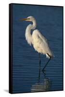 Great Egret Walking in Water-DLILLC-Framed Stretched Canvas