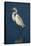 Great Egret Walking in Water-DLILLC-Framed Stretched Canvas