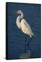 Great Egret Walking in Water-DLILLC-Framed Stretched Canvas