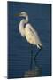 Great Egret Walking in Water-DLILLC-Mounted Photographic Print