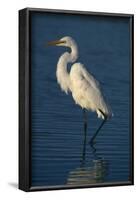 Great Egret Walking in Water-DLILLC-Framed Photographic Print