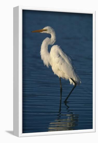 Great Egret Walking in Water-DLILLC-Framed Photographic Print