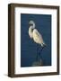 Great Egret Walking in Water-DLILLC-Framed Photographic Print