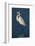 Great Egret Walking in Water-DLILLC-Framed Photographic Print