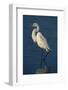 Great Egret Walking in Water-DLILLC-Framed Photographic Print