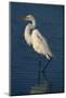 Great Egret Walking in Water-DLILLC-Mounted Photographic Print