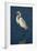 Great Egret Walking in Water-DLILLC-Framed Photographic Print