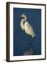 Great Egret Walking in Water-DLILLC-Framed Photographic Print