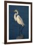 Great Egret Walking in Water-DLILLC-Framed Photographic Print