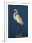 Great Egret Walking in Water-DLILLC-Framed Photographic Print