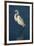 Great Egret Walking in Water-DLILLC-Framed Photographic Print