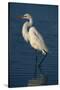 Great Egret Walking in Water-DLILLC-Stretched Canvas