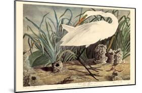 Great Egret-null-Mounted Poster