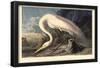 Great Egret-null-Framed Poster
