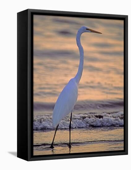 Great Egret-Georgienne Bradley-Framed Stretched Canvas