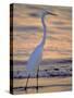 Great Egret-Georgienne Bradley-Stretched Canvas