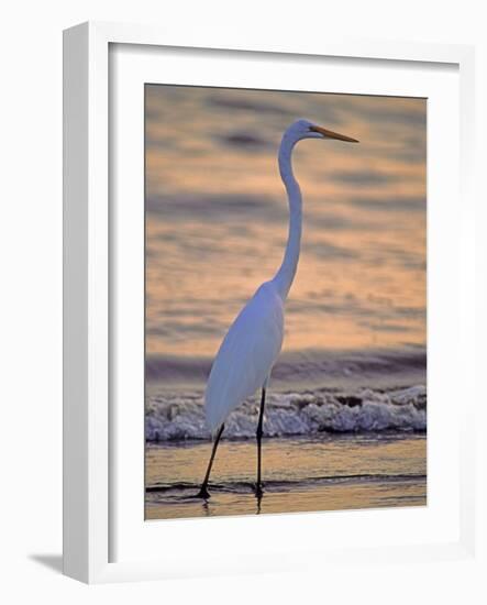 Great Egret-Georgienne Bradley-Framed Photographic Print