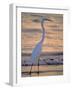 Great Egret-Georgienne Bradley-Framed Photographic Print