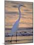 Great Egret-Georgienne Bradley-Mounted Photographic Print