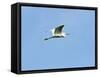 Great Egret-Gary Carter-Framed Stretched Canvas