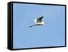 Great Egret-Gary Carter-Framed Stretched Canvas