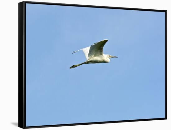 Great Egret-Gary Carter-Framed Stretched Canvas