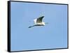 Great Egret-Gary Carter-Framed Stretched Canvas