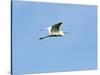 Great Egret-Gary Carter-Stretched Canvas