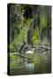 Great Egret-Gary Carter-Stretched Canvas