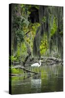 Great Egret-Gary Carter-Stretched Canvas