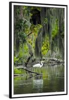 Great Egret-Gary Carter-Framed Premium Photographic Print