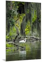 Great Egret-Gary Carter-Mounted Premium Photographic Print