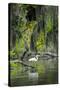 Great Egret-Gary Carter-Stretched Canvas