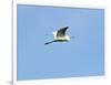 Great Egret-Gary Carter-Framed Photographic Print