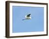 Great Egret-Gary Carter-Framed Photographic Print