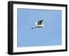 Great Egret-Gary Carter-Framed Photographic Print