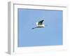 Great Egret-Gary Carter-Framed Photographic Print