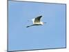 Great Egret-Gary Carter-Mounted Photographic Print