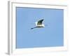 Great Egret-Gary Carter-Framed Photographic Print